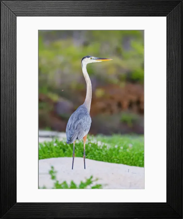 Framed Print : Adult great blue heron (Ardea herodias cognata) hunting for green sea turtle hatchlings in the Galapagos Islands, UNESCO World Heritage Site, Ecuador, South America