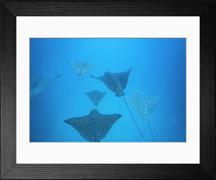 Framed Print : Spotted eagle rays (Aetobatus narinari) underwater at Leon Dormido Island off San Cristobal Island, Galapagos, UNESCO World Heritage Site, Ecuador, South America Framed Print : Spotted eagle rays (Aetobatus narinari) underwater at Leon Dormido Island off San Cristobal Island, Galapagos, UNESCO World Heritage Site, Ecuador, South America
