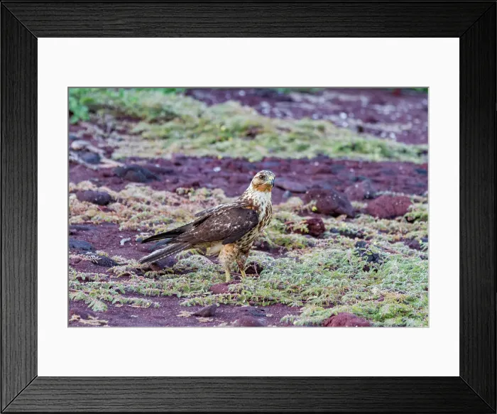 Framed Print : Juvenile Galapagos hawk (Buteo galapagoensis) in the Galapagos Island Archipelago, UNESCO World Heritage Site, Ecuador, South America