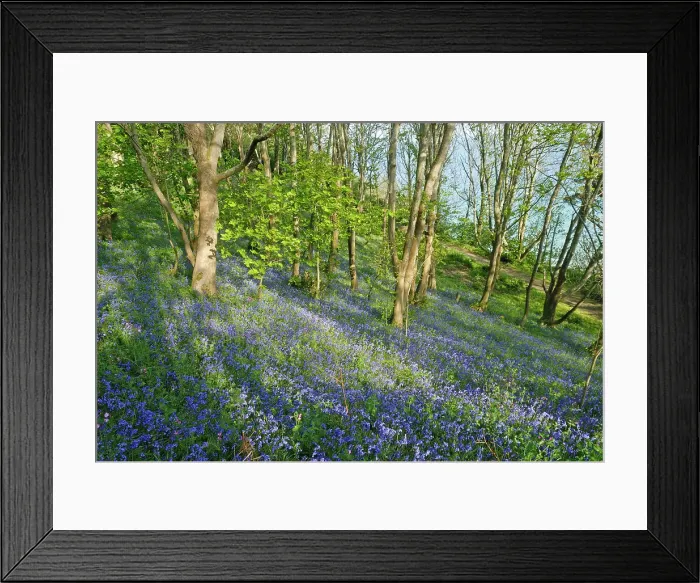 Framed Print : Bluebell wood, Fermain Bay, Island of Guernsey, Bailiwick of Guernsey, British Crown dependency, English Channel, Europe Framed Print : Bluebell wood, Fermain Bay, Island of Guernsey, Bailiwick of Guernsey, British Crown dependency, English Channel, Europe