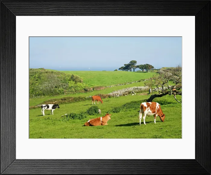 Framed Print : Cattle, Herm island, Bailiwick of Guernsey, British Crown dependency, English Channel, Europe Framed Print : Cattle, Herm island, Bailiwick of Guernsey, British Crown dependency, English Channel, Europe