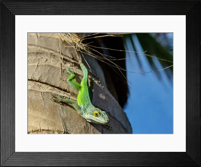 Framed Print : Antiguan Anole Lizard (Anolis Leachii), Bermuda, North Atlantic, North America Framed Print : Antiguan Anole Lizard (Anolis Leachii), Bermuda, North Atlantic, North America