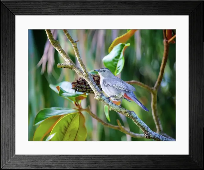 Framed Print : Grey Catbird (Dumetella carolinensis), an insect eating bird, common in North and Central America Framed Print : Grey Catbird (Dumetella carolinensis), an insect eating bird, common in North and Central America