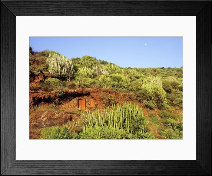 Framed Print : Cave dwelling among euphorbia, La Palma, Canary Islands, Spain, Atlantic Ocean, Europe Framed Print : Cave dwelling among euphorbia, La Palma, Canary Islands, Spain, Atlantic Ocean, Europe