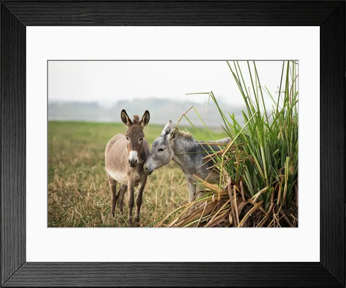 Framed Print : Donkeys on a bank of the Nile, Egypt, North Africa, Africa Framed Print : Donkeys on a bank of the Nile, Egypt, North Africa, Africa