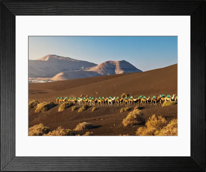Framed Print : Camel ride at sunrise in Timanfaya National Park, Yaiza, Tinajo, Las Palmas, Lanzarote, Canary Islands, Spain, Atlantic, Europe Framed Print : Camel ride at sunrise in Timanfaya National Park, Yaiza, Tinajo, Las Palmas, Lanzarote, Canary Islands, Spain, Atlantic, Europe