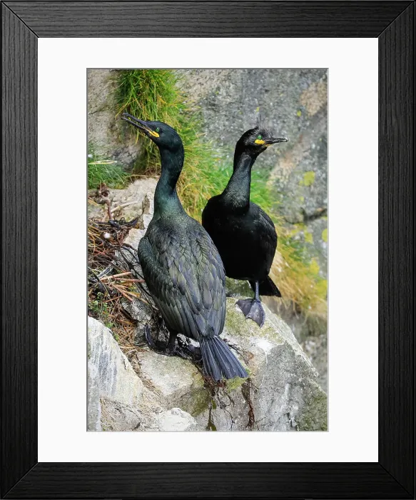 Framed Print : Breeding pair of Shags (Gulosus aristotelis) by their nest on cliffs at Braes peninsula, a red listed bird, The Braes, Portree, Skye, Inner Hebrides, Scotland, United Kingdom, Europe Framed Print : Breeding pair of Shags (Gulosus aristotelis) by their nest on cliffs at Braes peninsula, a red listed bird, The Braes, Portree, Skye, Inner Hebrides, Scotland, United Kingdom, Europe