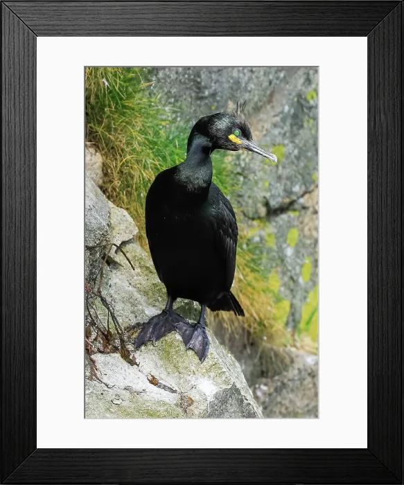 Framed Print : A breeding Shag (Gulosus aristotelis) by its nest on cliffs at Braes peninsula, a red listed bird, The Braes, Portree, Skye, Inner Hebrides, Scotland, United Kingdom, Europe Framed Print : A breeding Shag (Gulosus aristotelis) by its nest on cliffs at Braes peninsula, a red listed bird, The Braes, Portree, Skye, Inner Hebrides, Scotland, United Kingdom, Europe