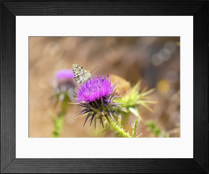 Framed Print : A Balkan marbled white (Melanargia larissa) butterfly on flower, Serifos Island, Cyclades, Greek Islands, Greece, Europe Framed Print : A Balkan marbled white (Melanargia larissa) butterfly on flower, Serifos Island, Cyclades, Greek Islands, Greece, Europe