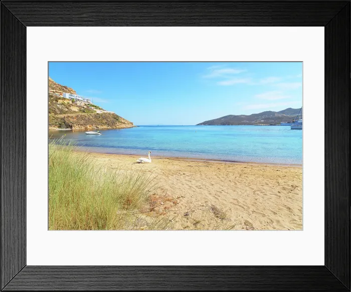 Framed Print : Mute swan resting on Livadi beach, Serifos Island, Cyclades, Greek Islands, Greece, Europe Framed Print : Mute swan resting on Livadi beach, Serifos Island, Cyclades, Greek Islands, Greece, Europe