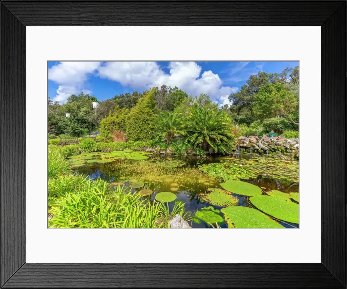 Framed Print : View of water lily pads in pond and tropical flora in Giardini la Mortella Botanical Gardens, Forio, Island of Ischia, Campania, Italy, Europe Framed Print : View of water lily pads in pond and tropical flora in Giardini la Mortella Botanical Gardens, Forio, Island of Ischia, Campania, Italy, Europe