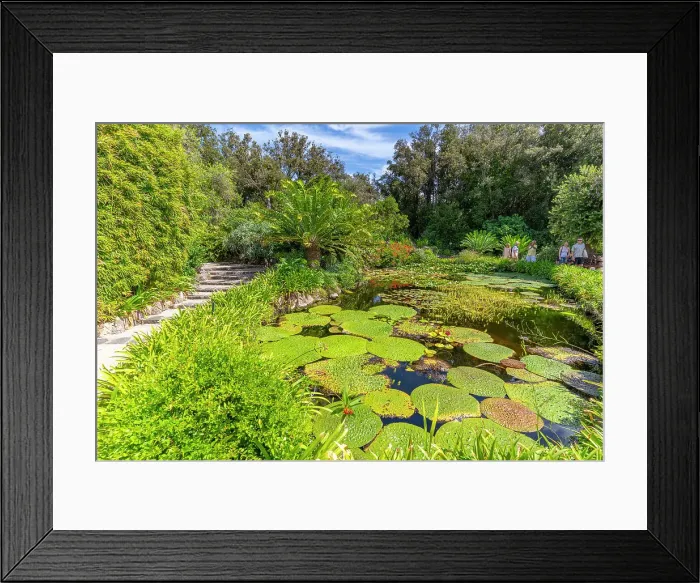 Framed Print : View of water lily pads in pond and tropical flora in Giardini la Mortella Botanical Gardens, Forio, Island of Ischia, Campania, Italy, Europe Framed Print : View of water lily pads in pond and tropical flora in Giardini la Mortella Botanical Gardens, Forio, Island of Ischia, Campania, Italy, Europe