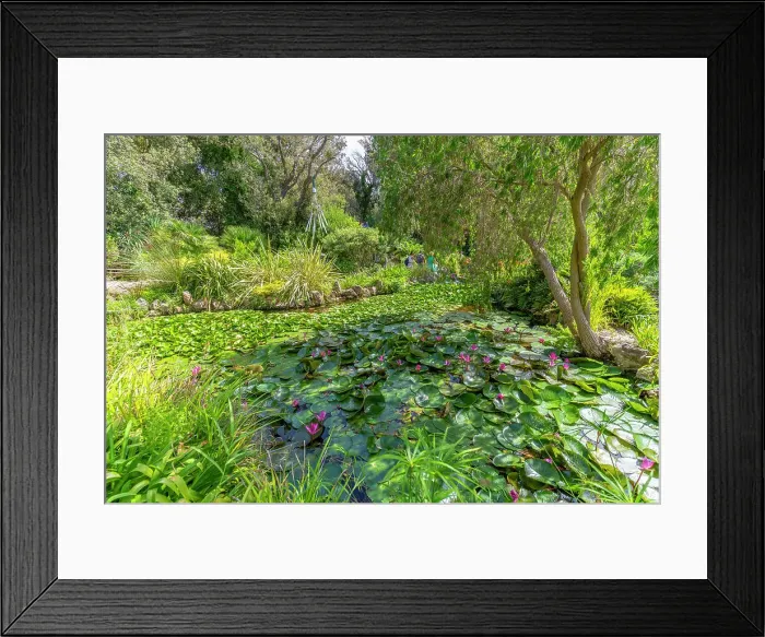 Framed Print : View of pink water lilies in pond and tropical flora in Giardini la Mortella Botanical Gardens, Forio, Island of Ischia, Campania, Italy, Europe Framed Print : View of pink water lilies in pond and tropical flora in Giardini la Mortella Botanical Gardens, Forio, Island of Ischia, Campania, Italy, Europe