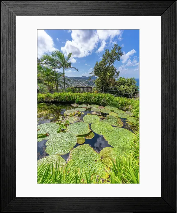 Framed Print : View of water lily pads in pond and tropical flora in Giardini la Mortella Botanical Gardens, Forio, Island of Ischia, Campania, Italy, Europe Framed Print : View of water lily pads in pond and tropical flora in Giardini la Mortella Botanical Gardens, Forio, Island of Ischia, Campania, Italy, Europe