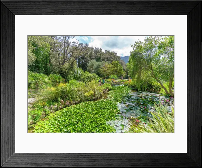 Framed Print : View of water lily pads in pond and tropical flora in Giardini la Mortella Botanical Gardens, Forio, Island of Ischia, Campania, Italy, Europe Framed Print : View of water lily pads in pond and tropical flora in Giardini la Mortella Botanical Gardens, Forio, Island of Ischia, Campania, Italy, Europe