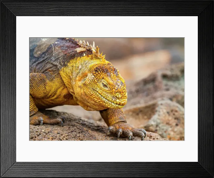 Framed Print : The very colorful Galapagos land iguana (Conolophus subcristatus) in the Galapagos Island Archipelago, UNESCO World Heritage Site, Ecuador, South America Framed Print : The very colorful Galapagos land iguana (Conolophus subcristatus) in the Galapagos Island Archipelago, UNESCO World Heritage Site, Ecuador, South America