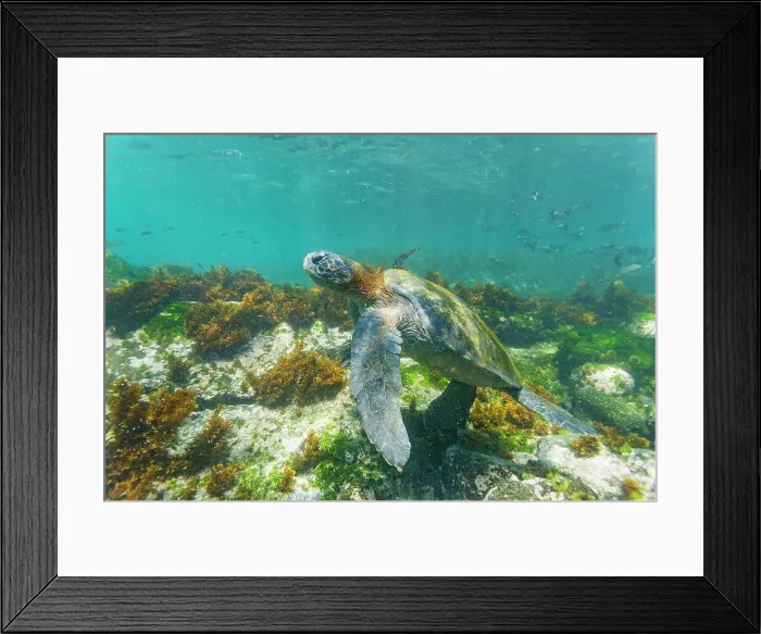 Framed Print : Adult green sea turtle (Chelonia mydas agassizii) underwater in the Galapagos Island Archipelago, UNESCO World Heritage Site, Ecuador, South America Framed Print : Adult green sea turtle (Chelonia mydas agassizii) underwater in the Galapagos Island Archipelago, UNESCO World Heritage Site, Ecuador, South America
