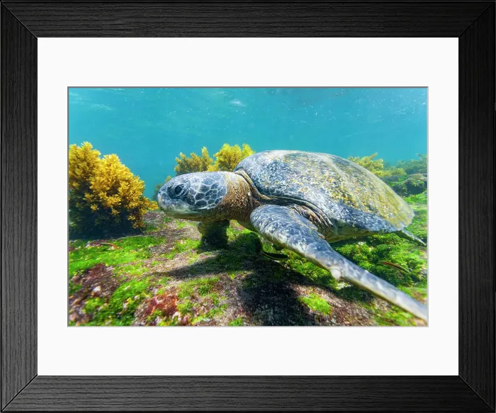 Framed Print : Adult green sea turtle (Chelonia mydas agassizii) underwater in the Galapagos Island Archipelago, UNESCO World Heritage Site, Ecuador, South America Framed Print : Adult green sea turtle (Chelonia mydas agassizii) underwater in the Galapagos Island Archipelago, UNESCO World Heritage Site, Ecuador, South America