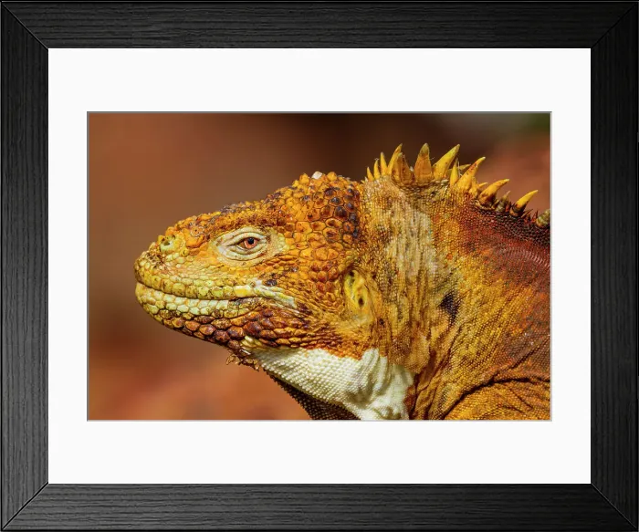 Framed Print : The very colorful Galapagos land iguana (Conolophus subcristatus) in the Galapagos Island Archipelago, UNESCO World Heritage Site, Ecuador, South America Framed Print : The very colorful Galapagos land iguana (Conolophus subcristatus) in the Galapagos Island Archipelago, UNESCO World Heritage Site, Ecuador, South America
