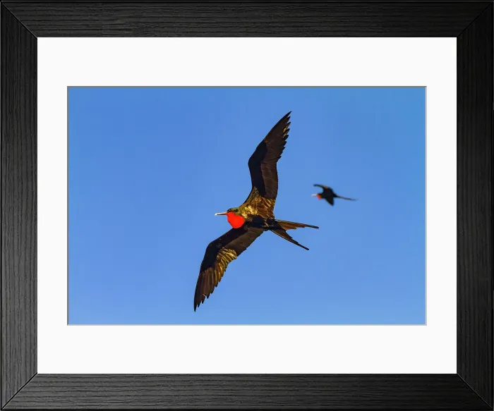 Framed Print : Great frigatebirds (Fregata minor) in flight on Genovesa (Tower) Island, in the Galapagos Island Archipelago, UNESCO World Heritage Site, Ecuador, South America Framed Print : Great frigatebirds (Fregata minor) in flight on Genovesa (Tower) Island, in the Galapagos Island Archipelago, UNESCO World Heritage Site, Ecuador, South America