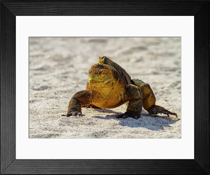Framed Print : The very colorful Galapagos land iguana (Conolophus subcristatus) in the Galapagos Island Archipelago, UNESCO World Heritage Site, Ecuador, South America Framed Print : The very colorful Galapagos land iguana (Conolophus subcristatus) in the Galapagos Island Archipelago, UNESCO World Heritage Site, Ecuador, South America