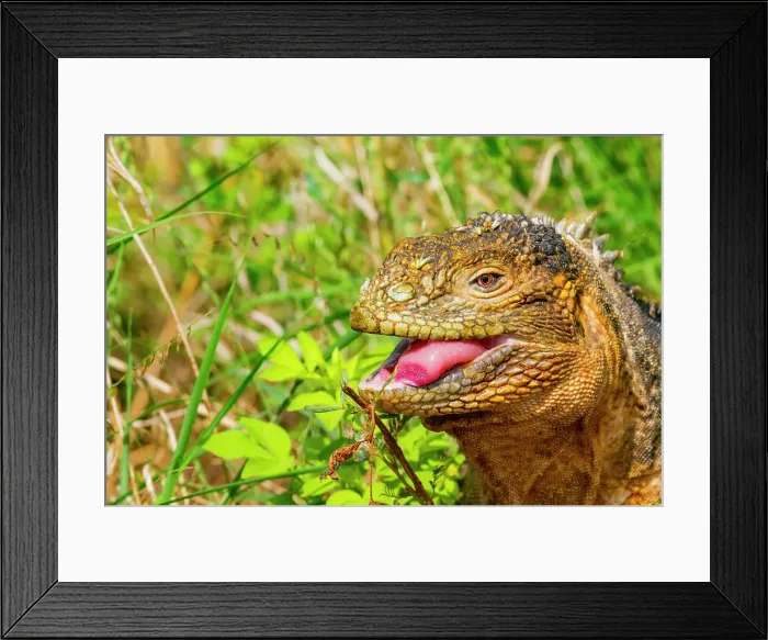 Framed Print : The very colorful Galapagos land iguana (Conolophus subcristatus) in the Galapagos Island Archipelago, UNESCO World Heritage Site, Ecuador, South America Framed Print : The very colorful Galapagos land iguana (Conolophus subcristatus) in the Galapagos Island Archipelago, UNESCO World Heritage Site, Ecuador, South America
