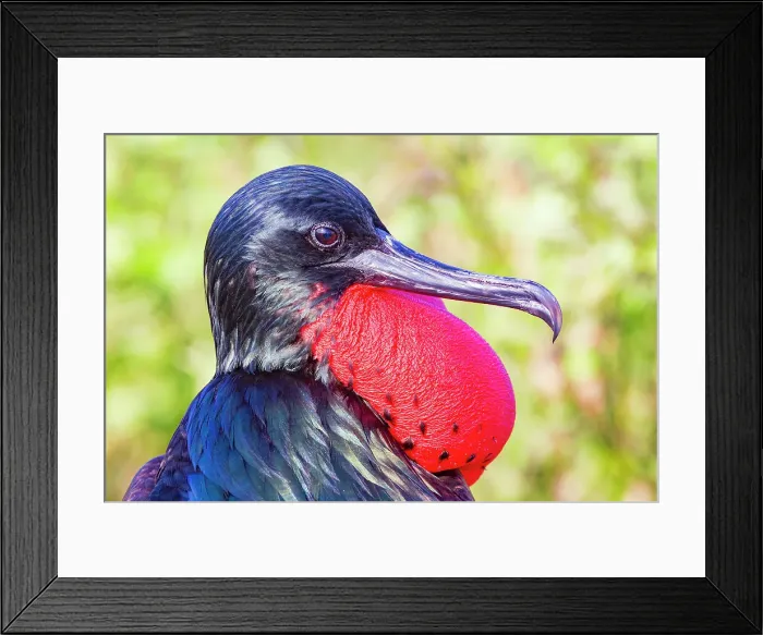 Framed Print : Male Great frigatebird (Fregata minor) in breeding plumage with red gular pouch, on North Seymour Island, Galapagos Islands, UNESCO World Heritage Site, Ecaudor, South America Framed Print : Male Great frigatebird (Fregata minor) in breeding plumage with red gular pouch, on North Seymour Island, Galapagos Islands, UNESCO World Heritage Site, Ecaudor, South America