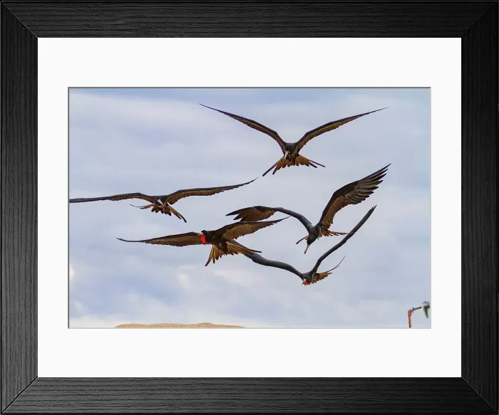 Framed Print : Great frigatebird (Fregata minor) feeding on erupting green sea turtle (Chelonia mydas) hatchlings in the Galapagos, UNESCO World Heritage Site, Ecuador, South America Framed Print : Great frigatebird (Fregata minor) feeding on erupting green sea turtle (Chelonia mydas) hatchlings in the Galapagos, UNESCO World Heritage Site, Ecuador, South America