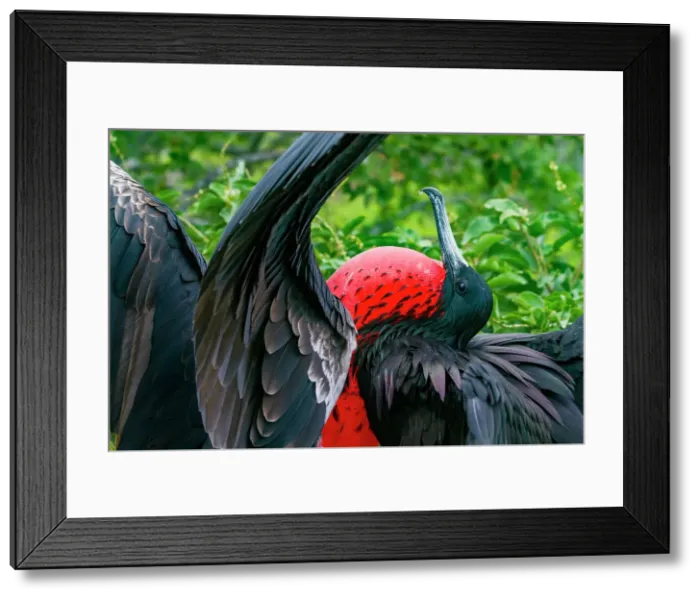 Framed Print : Male Great frigatebird (Fregata minor) in breeding plumage with red gular pouch, on North Seymour Island, Galapagos Islands, UNESCO World Heritage Site, Ecaudor, South America Framed Print : Male Great frigatebird (Fregata minor) in breeding plumage with red gular pouch, on North Seymour Island, Galapagos Islands, UNESCO World Heritage Site, Ecaudor, South America