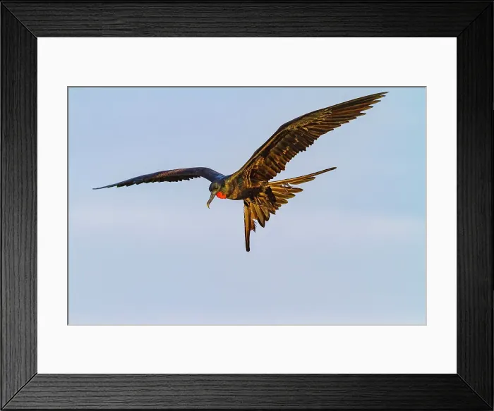 Framed Print : Male Great frigatebird (Fregata minor) in breeding plumage with red gular pouch, on North Seymour Island, Galapagos Islands, UNESCO World Heritage Site, Ecaudor, South America Framed Print : Male Great frigatebird (Fregata minor) in breeding plumage with red gular pouch, on North Seymour Island, Galapagos Islands, UNESCO World Heritage Site, Ecaudor, South America