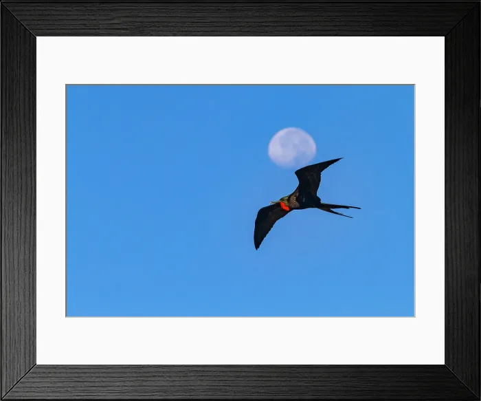 Framed Print : Male Great frigatebird (Fregata minor) in flight against the nearly full moon on Genovesa (Tower) Island, Galapagos Islands, UNESCO World Heritage Site, Ecuador, South America Framed Print : Male Great frigatebird (Fregata minor) in flight against the nearly full moon on Genovesa (Tower) Island, Galapagos Islands, UNESCO World Heritage Site, Ecuador, South America