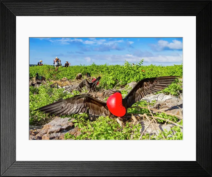 Framed Print : Male Great frigatebird (Fregata minor) in breeding plumage with red gular pouch, on Genovesa (Tower) Island, Galapagos Islands, UNESCO World Heritage Site, Ecuador, South America Framed Print : Male Great frigatebird (Fregata minor) in breeding plumage with red gular pouch, on Genovesa (Tower) Island, Galapagos Islands, UNESCO World Heritage Site, Ecuador, South America