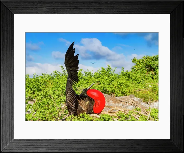 Framed Print : Male Great frigatebird (Fregata minor) in breeding plumage with red gular pouch, on Genovesa (Tower) Island, Galapagos Islands, UNESCO World Heritage Site, Ecuador, South America