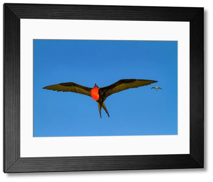 Framed Print : Male Great frigatebird (Fregata minor) in breeding plumage with red gular pouch, on Genovesa (Tower) Island, Galapagos Islands, UNESCO World Heritage Site, Ecuador, South America Framed Print : Male Great frigatebird (Fregata minor) in breeding plumage with red gular pouch, on Genovesa (Tower) Island, Galapagos Islands, UNESCO World Heritage Site, Ecuador, South America