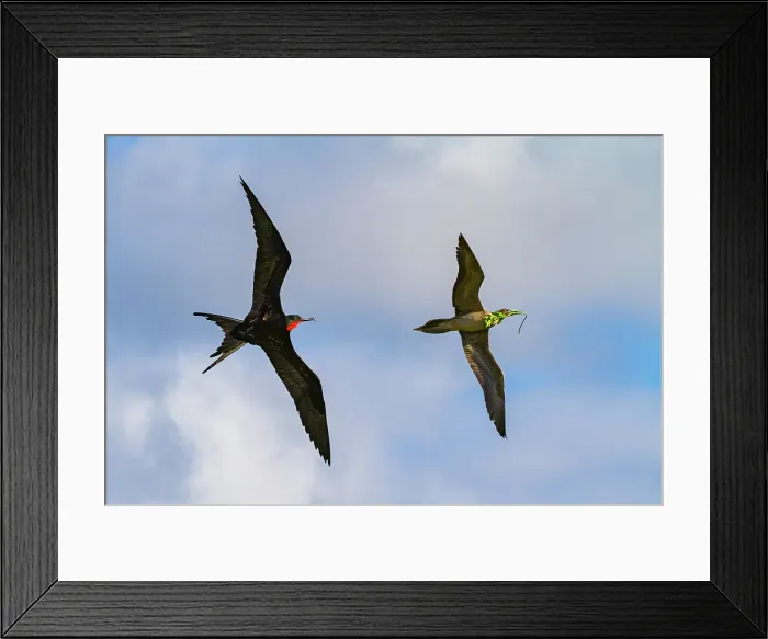 Framed Print : Male Great frigatebird (Fregata minor) trying to steal nesting material from a red-footed booby, Galapagos, UNESCO World Heritage Site, Ecuador, South America Framed Print : Male Great frigatebird (Fregata minor) trying to steal nesting material from a red-footed booby, Galapagos, UNESCO World Heritage Site, Ecuador, South America