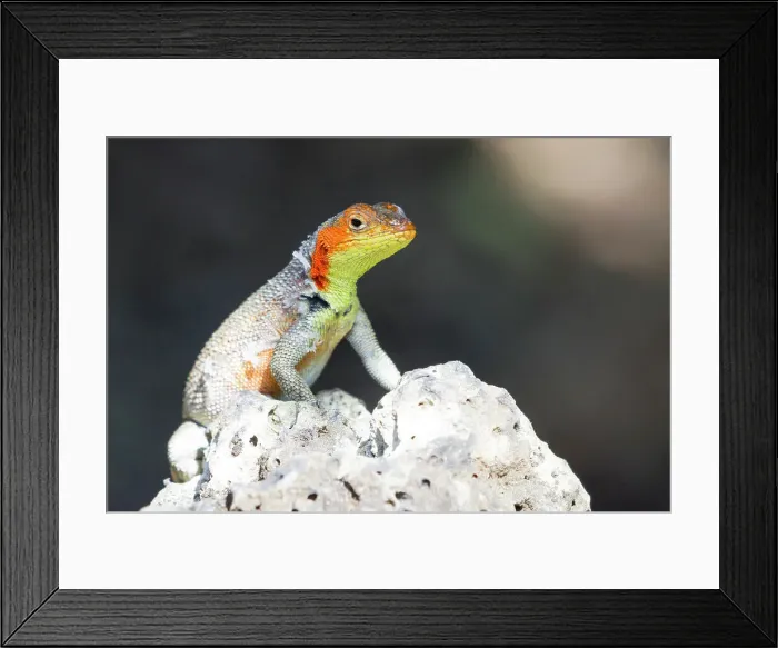 Framed Print : Lava lizard (Microlophus spp) in the Galapagos Island Archipelago, UNESCO World Heritage Site, Ecuador, South America Framed Print : Lava lizard (Microlophus spp) in the Galapagos Island Archipelago, UNESCO World Heritage Site, Ecuador, South America