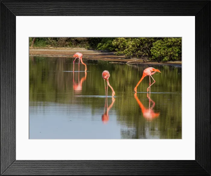 Framed Print : Greater flamingos (Phoenicopterus ruber) foraging for small pink shrimp in saltwater lagoon in the Galapagos Islands, UNESCO World Heritage Site, Ecuador, South America Framed Print : Greater flamingos (Phoenicopterus ruber) foraging for small pink shrimp in saltwater lagoon in the Galapagos Islands, UNESCO World Heritage Site, Ecuador, South America