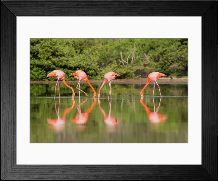 Framed Print : Greater flamingos (Phoenicopterus ruber) foraging for small pink shrimp in saltwater lagoon in the Galapagos Islands, UNESCO World Heritage Site, Ecuador, South America Framed Print : Greater flamingos (Phoenicopterus ruber) foraging for small pink shrimp in saltwater lagoon in the Galapagos Islands, UNESCO World Heritage Site, Ecuador, South America