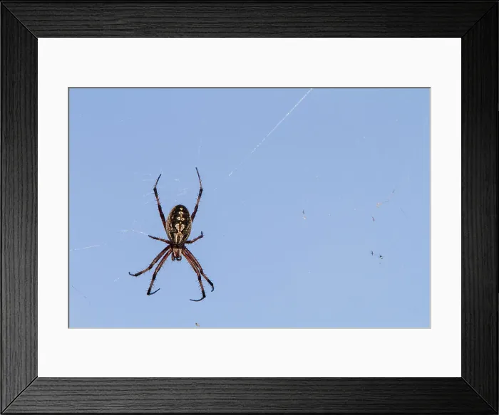 Framed Print : Macro photograph of a spider (Order Araneae) in the Galapagos Island Archipelago, UNESCO World Heritage Site, Ecuador, South America Framed Print : Macro photograph of a spider (Order Araneae) in the Galapagos Island Archipelago, UNESCO World Heritage Site, Ecuador, South America