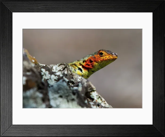Framed Print : Lava lizard (Microlophus spp) in the Galapagos Island Archipelago, UNESCO World Heritage Site, Ecuador, South America Framed Print : Lava lizard (Microlophus spp) in the Galapagos Island Archipelago, UNESCO World Heritage Site, Ecuador, South America
