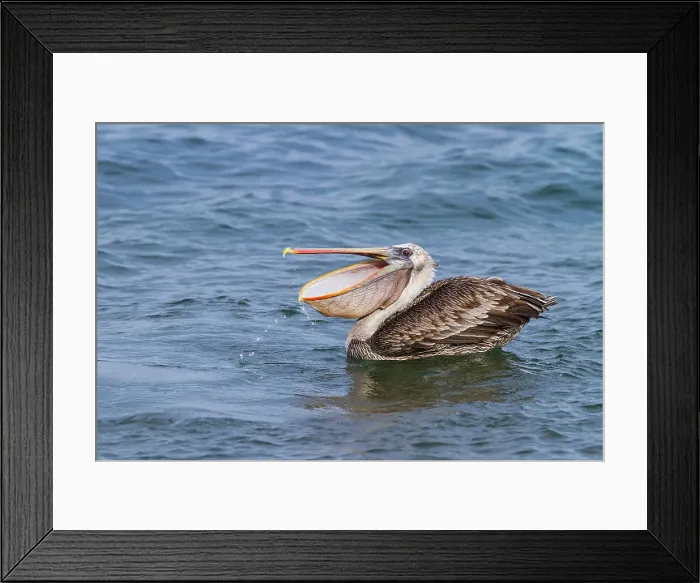 Framed Print : Galapagos brown pelican (Pelecanus occidentalis urinator) feeding in the Galapagos Island Archipelago, UNESCO World Heritage Site, Ecuador, South America Framed Print : Galapagos brown pelican (Pelecanus occidentalis urinator) feeding in the Galapagos Island Archipelago, UNESCO World Heritage Site, Ecuador, South America
