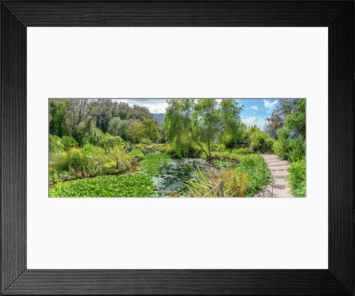 Framed Print : View of tropical flora in Giardini la Mortella Botanical Gardens, Forio, Island of Ischia, Campania, Italy, Europe Framed Print : View of tropical flora in Giardini la Mortella Botanical Gardens, Forio, Island of Ischia, Campania, Italy, Europe