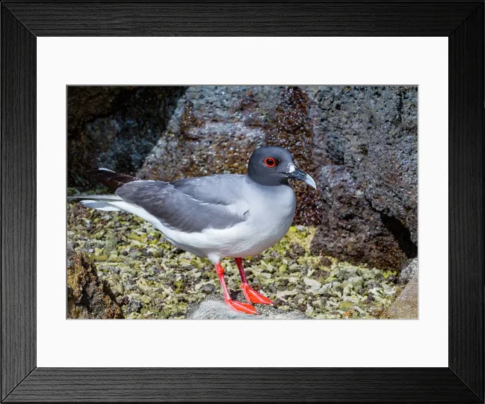 Framed Print : Adult Swallow-tailed gull (Creagrus furcatus) in the Galapagos Island Archipelago, UNESCO World Heritage Site, Ecuador, South America Framed Print : Adult Swallow-tailed gull (Creagrus furcatus) in the Galapagos Island Archipelago, UNESCO World Heritage Site, Ecuador, South America