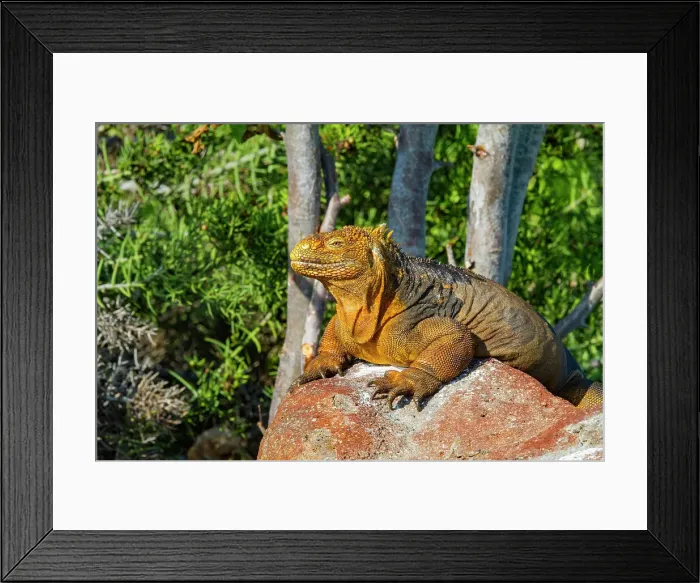 Framed Print : The very colorful Galapagos land iguana (Conolophus subcristatus) in the Galapagos Island Archipelago, UNESCO World Heritage Site, Ecuador, South America Framed Print : The very colorful Galapagos land iguana (Conolophus subcristatus) in the Galapagos Island Archipelago, UNESCO World Heritage Site, Ecuador, South America