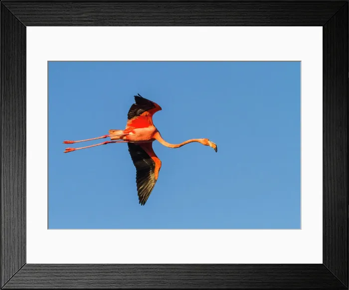 Framed Print : Greater flamingo (Phoenicopterus ruber) in flight over saltwater lagoon in the Galapagos Islands, UNESCO World Heritage Site, Ecuador, South America Framed Print : Greater flamingo (Phoenicopterus ruber) in flight over saltwater lagoon in the Galapagos Islands, UNESCO World Heritage Site, Ecuador, South America