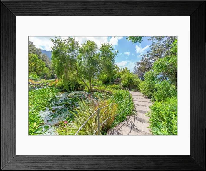 Framed Print : View of tropical flora in Giardini la Mortella Botanical Gardens, Forio, Island of Ischia, Campania, Italy, Europe Framed Print : View of tropical flora in Giardini la Mortella Botanical Gardens, Forio, Island of Ischia, Campania, Italy, Europe