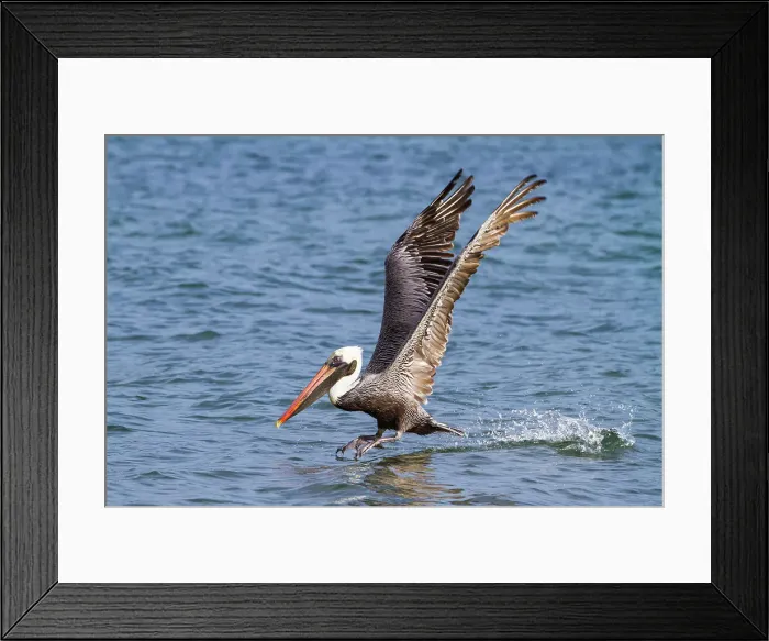 Framed Print : Galapagos brown pelican (Pelecanus occidentalis urinator) feeding in the Galapagos Island Archipelago, UNESCO World Heritage Site, Ecuador, South America Framed Print : Galapagos brown pelican (Pelecanus occidentalis urinator) feeding in the Galapagos Island Archipelago, UNESCO World Heritage Site, Ecuador, South America