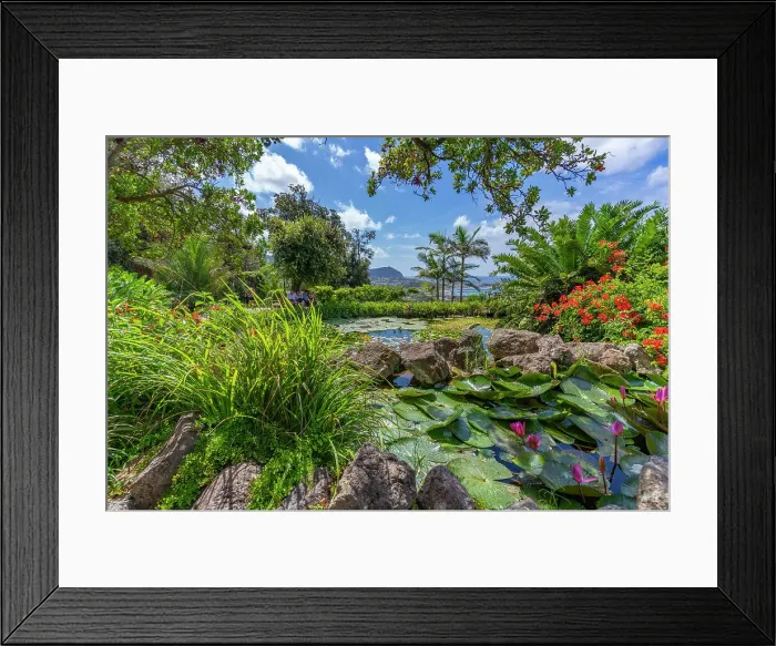Framed Print : View of tropical flora in Giardini la Mortella Botanical Gardens, Forio, Island of Ischia, Campania, Italy, Europe Framed Print : View of tropical flora in Giardini la Mortella Botanical Gardens, Forio, Island of Ischia, Campania, Italy, Europe