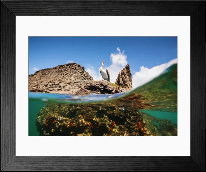 Framed Print : Adult Galapagos brown pelican (Pelecanus occidentalis urinator) in the Galapagos Island Archipelago, UNESCO World Heritage Site, Ecuador, South America Framed Print : Adult Galapagos brown pelican (Pelecanus occidentalis urinator) in the Galapagos Island Archipelago, UNESCO World Heritage Site, Ecuador, South America