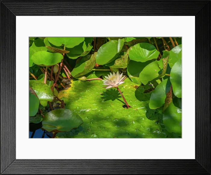 Framed Print : View of white water lily and tropical flora in Giardini la Mortella Botanical Gardens, Forio, Island of Ischia, Campania, Italy, Europe Framed Print : View of white water lily and tropical flora in Giardini la Mortella Botanical Gardens, Forio, Island of Ischia, Campania, Italy, Europe